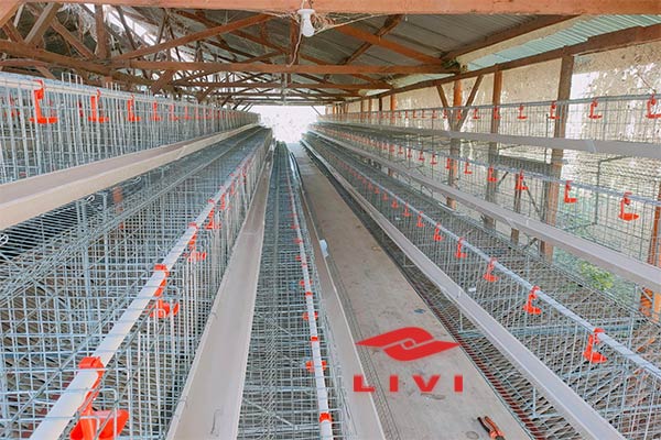 Cost-Effective Battery Cage Solutions for Efficient Layer Rearing in Nigeria