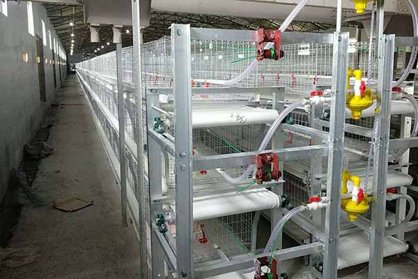 broiler-chicken-cages-for-sale-in-tanzania-for-50000-chickens