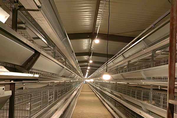 chicken layer cages in Kenya