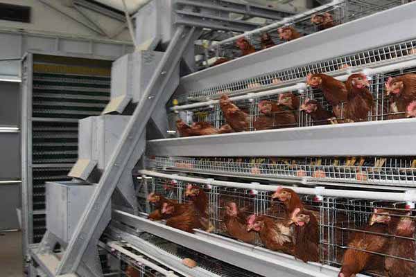 quotation-of-20000-layers-poultry-farming-cages-in-botswana-