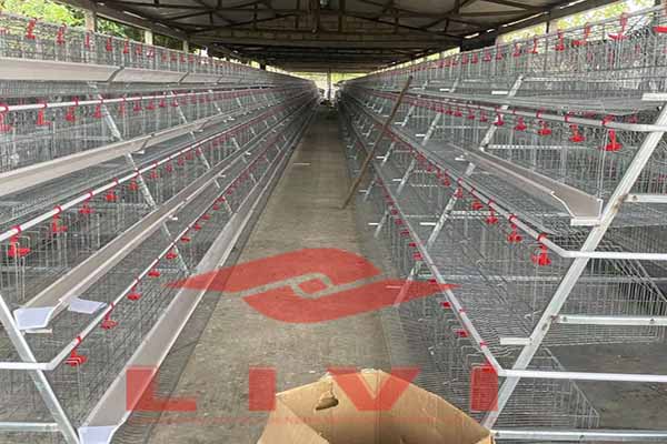 Livi Machinery is proud to announce the successful sale and delivery of our A-Type 4 Tiers Layer Cages to a poultry farming enterprise in Nigeria.