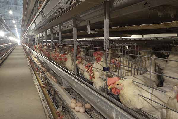 cost-of-4-tiers-h-type-layer-cages-in-ghana-for-40000-chickens-