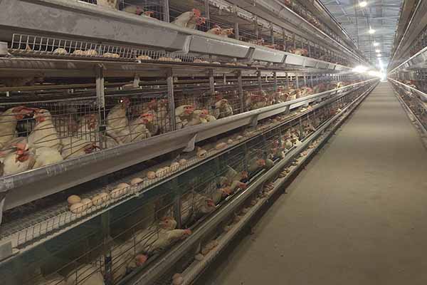 how-much-does-it-cost-to-raise-30000-layers-battery-cages