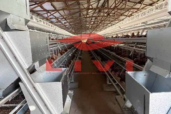 tanzanian-poultry-farmer-orders-318-sets-of-a-type-layer-cages